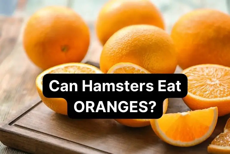 Can Hamsters Eat Oranges