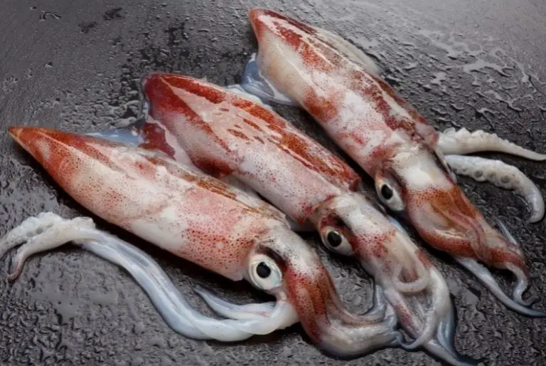 Can Cats Eat Squid? (Is it Safe for Cats)