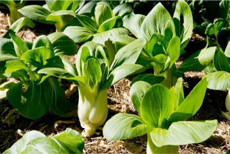 Can Guinea Pigs Eat Bok Choy? (Risks & Benefits)