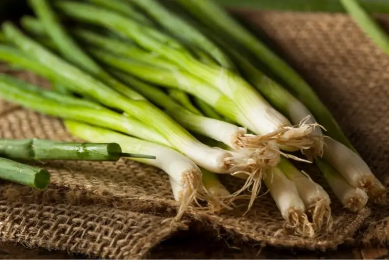Can Guinea Pigs Eat Green Onions? (Risks & Benefits)