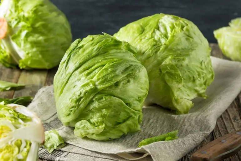 Can Guinea Pigs Eat Iceberg Lettuce Risks Benefits PetCoddle