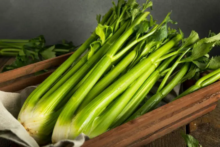 Can Guinea Pigs Eat Celery? [Including Stalk, Leaves & Root]