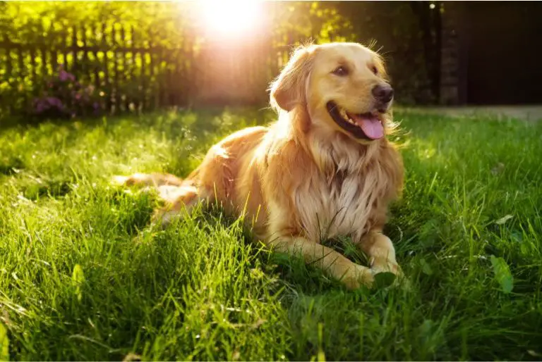 Do Golden Retrievers Bark A Lot? [Why They Bark and How To Fix It]
