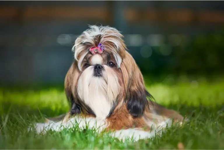 Do Shih Tzu Shed? [How Much, How Often, and More]