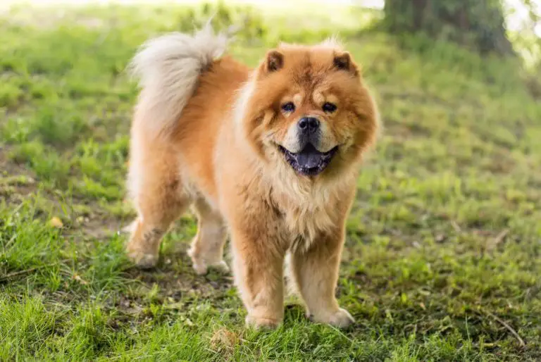 Chow Chow Lifespan [Plus Tips For Longer and Better Quality Life]