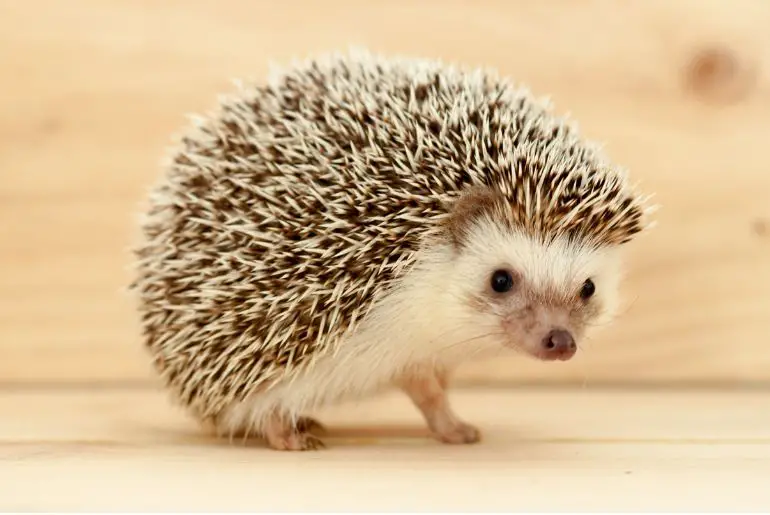 hedgehogs as pets