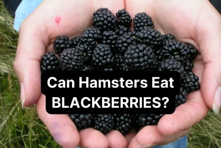 Can Hamsters Eat Blackberries? (Side effects, Benefits)