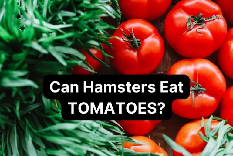 Can Hamsters Eat Tomatoes? (How Much, Benefits, Harmfulness)