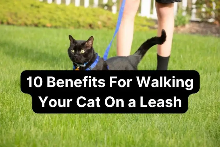 10 Benefits For Walking Your Cat On a Leash