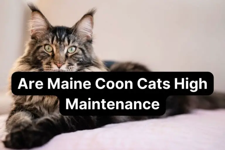 Are Maine Coon Cats High Maintenance?