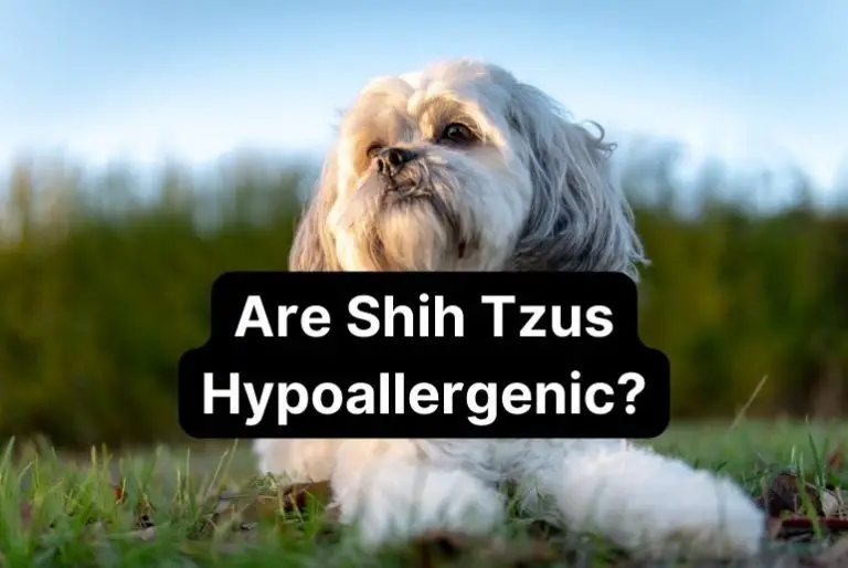 Are Shih Tzus Hypoallergenic? [Explained]