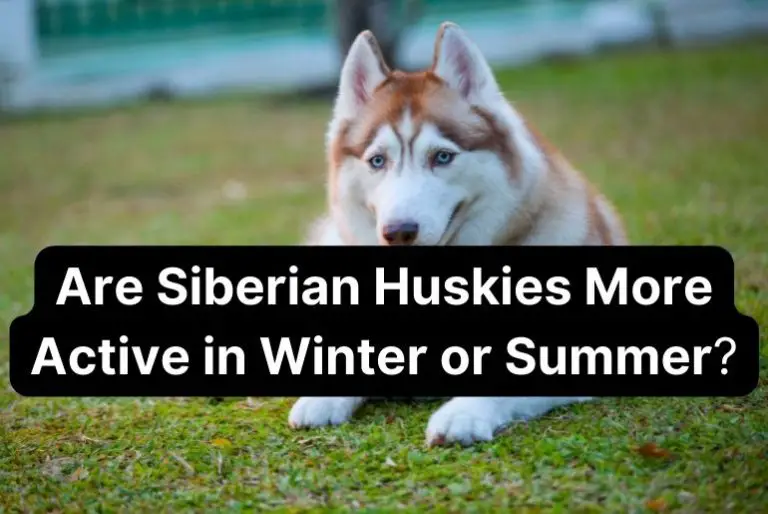 Are Siberian Huskies More Active in Winter or Summer, and Why?