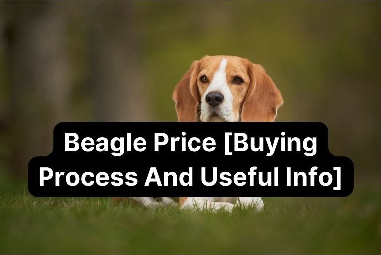 Beagle Price [Buying Process, Inclusions, Exclusions, and Useful Info]