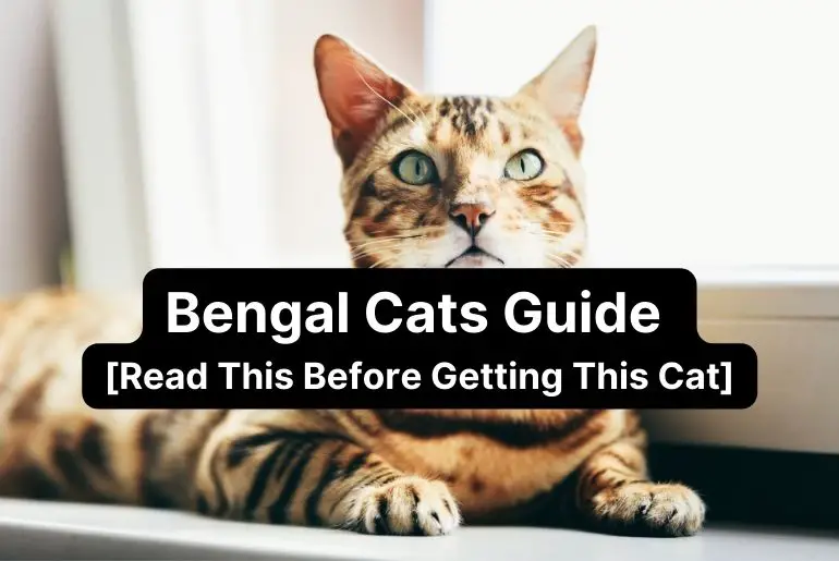 Bengal Cats Guide [Read This Before Getting This Cat]