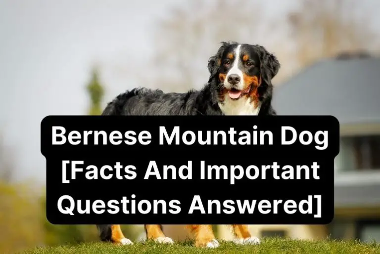 Bernese Mountain Dog [Facts and Important Questions Answered]