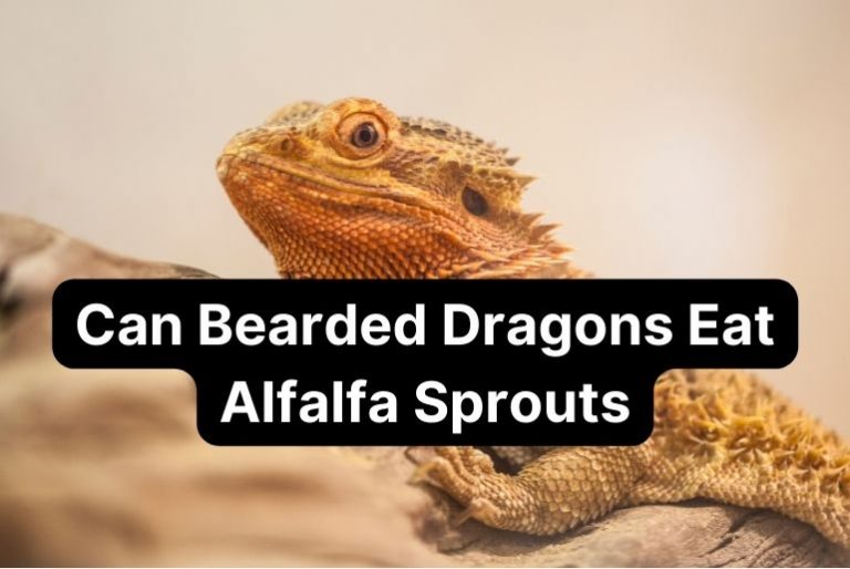 Can Bearded Dragons Eat Alfalfa Sprouts?