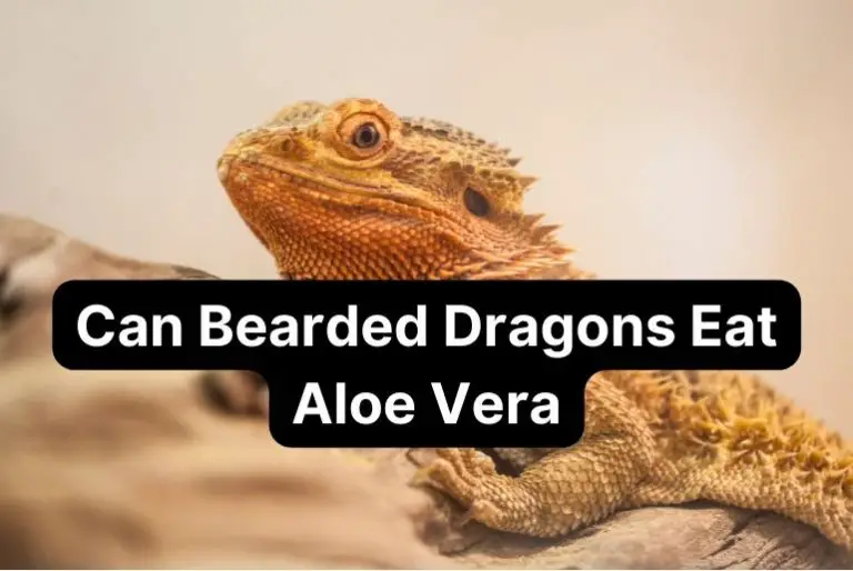 Can Bearded Dragons Eat Aloe Vera? [Risks & Benefits]