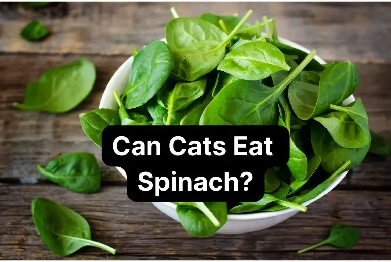 Can Cats Eat Spinach?