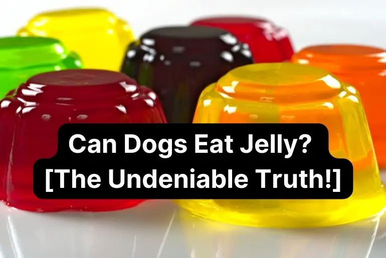 Can Dogs Eat Jelly? [The Undeniable Truth!]