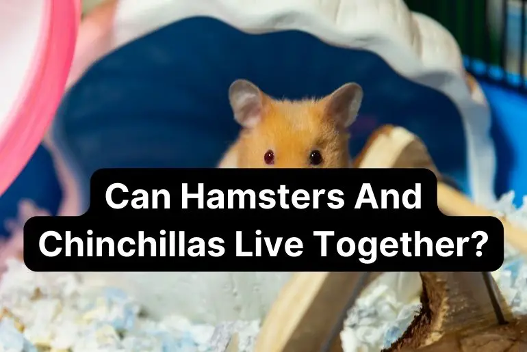 Can Hamsters And Chinchillas Live Together?