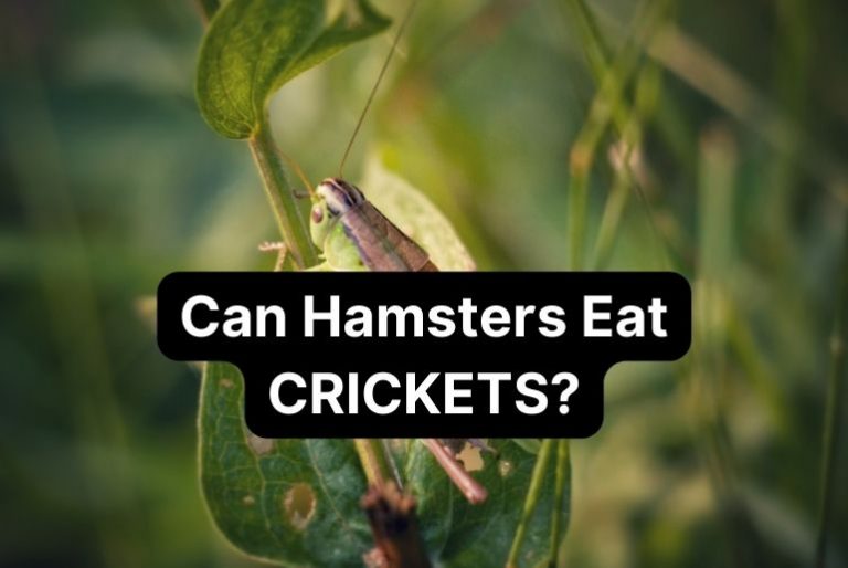 Can Hamsters Eat Crickets? [Explained]