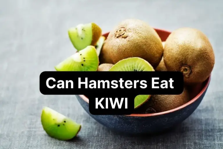 Can Hamsters Eat Kiwi? [Risks & Benefits]