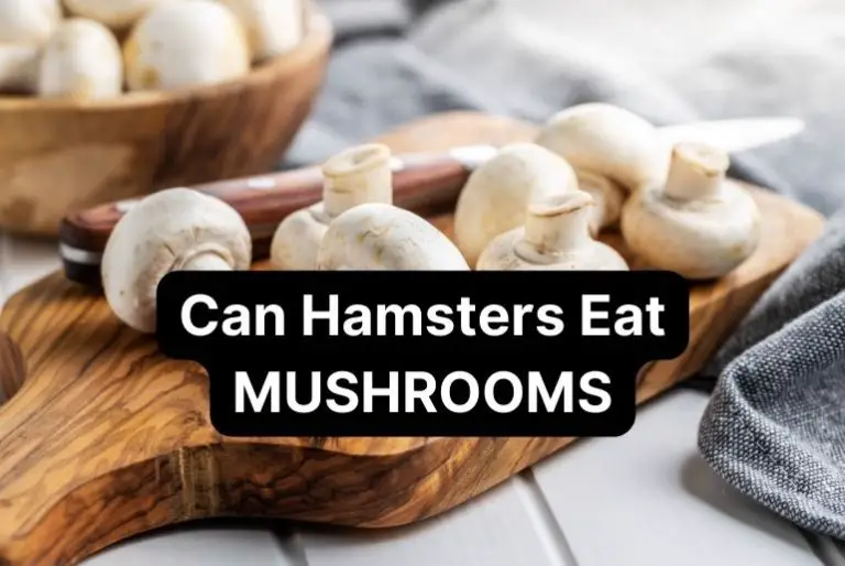 Can Hamsters Eat Mushrooms? [Risks & Benefits]