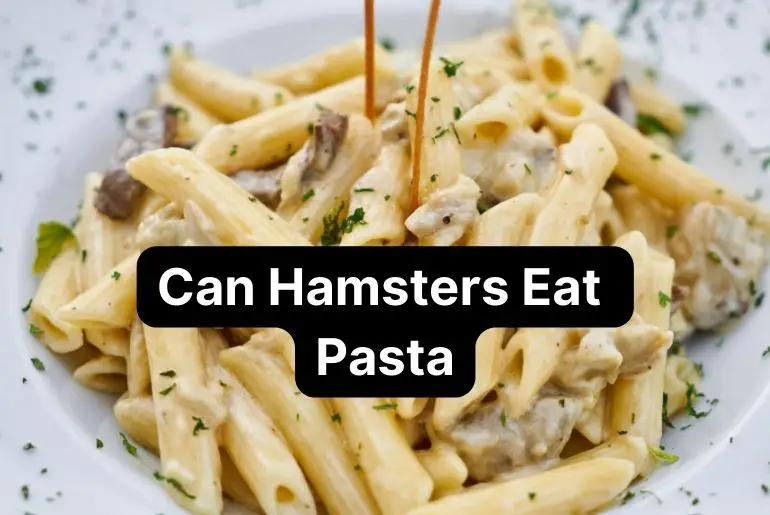 Can Hamsters Eat Pasta? [Risks & Benefits]