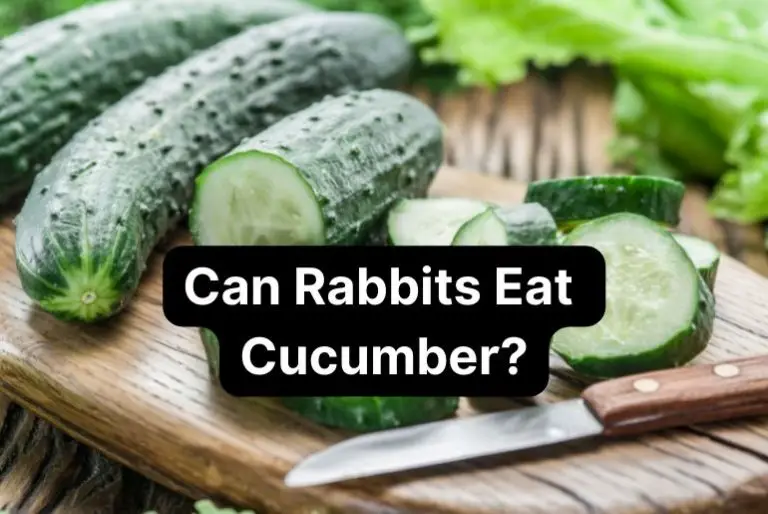 Can Rabbits Eat Cucumber? (How Much, How Often, Benefits, And More)