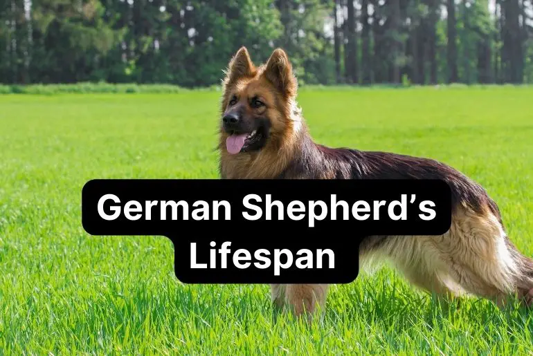 German Shepherd’s Lifespan [How to Ensure a Longer and Healthier Life]