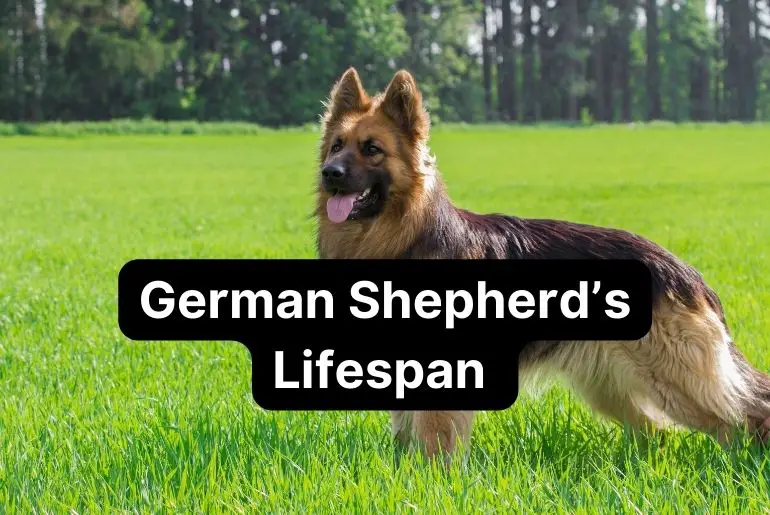 German Shepherd’s Lifespan [How to Ensure a Longer and Healthier Life ...