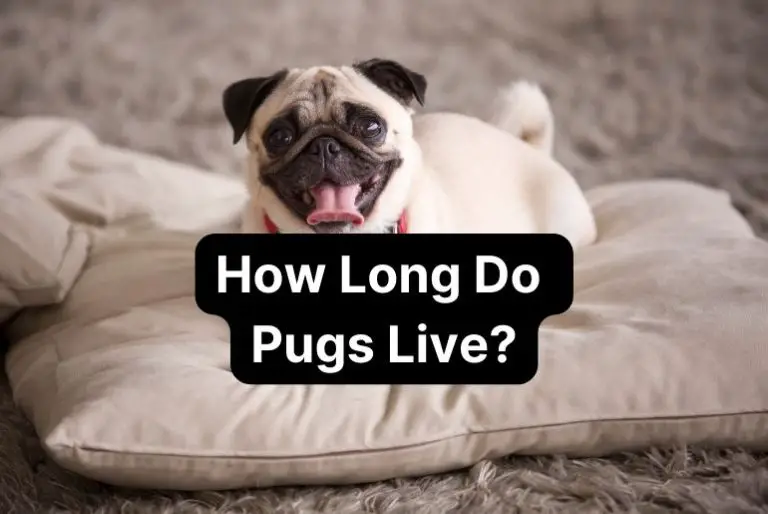 How Long Do Pugs Live? (How To Improve Pug’s Life And Prolong It)