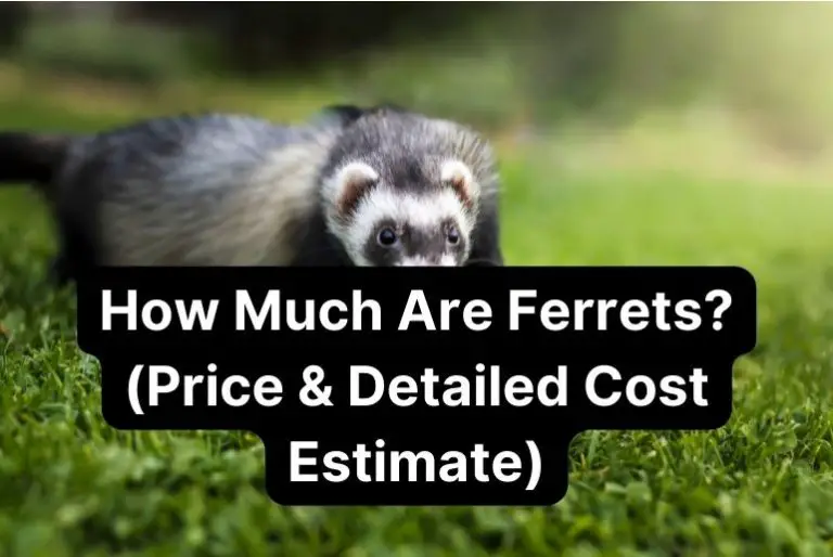 How Much Are Ferrets? (Price & Detailed Cost Estimate)