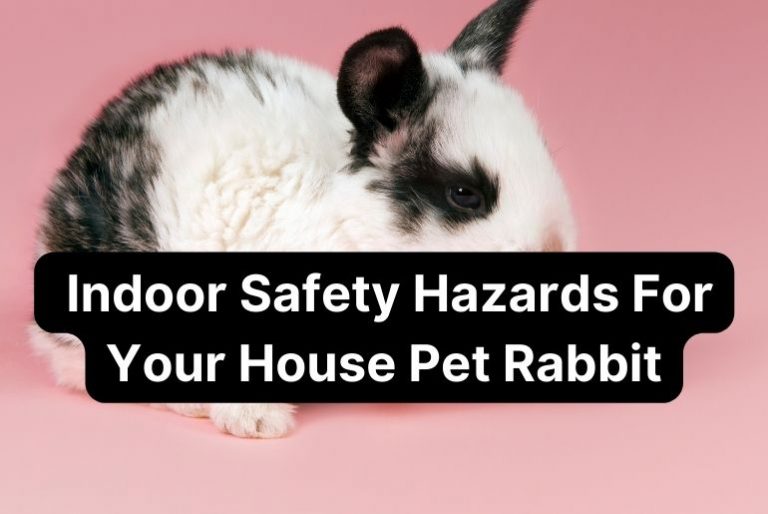 What Are Some Indoor Safety Hazards for Your House Pet Rabbit?