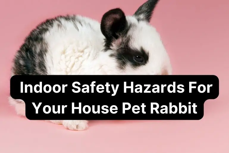 What Are Some Indoor Safety Hazards for Your House Pet Rabbit