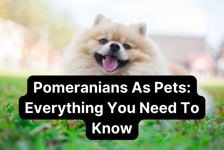 Pomeranians as Pets: Everything You Need to Know