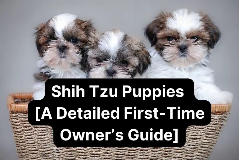 Shih Tzu Puppies [A Detailed First-Time Owner’s Guide]