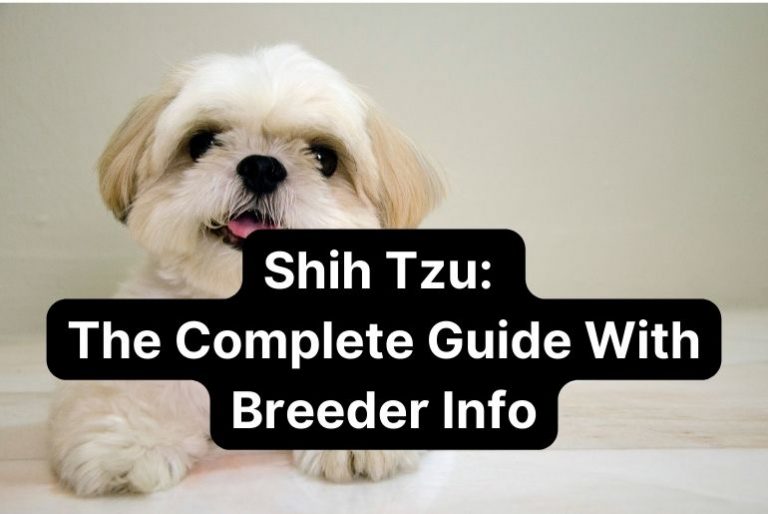 Shih Tzu: The Complete Guide With Breeder Info