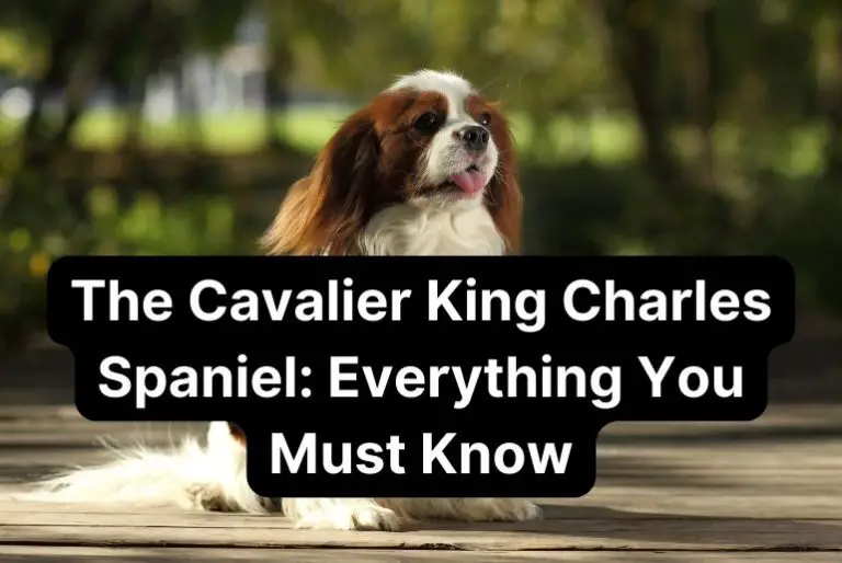 The Cavalier King Charles Spaniel: Everything You Must Know