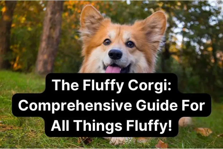 The Fluffy Corgi: Comprehensive Guide For All Things Fluffy!