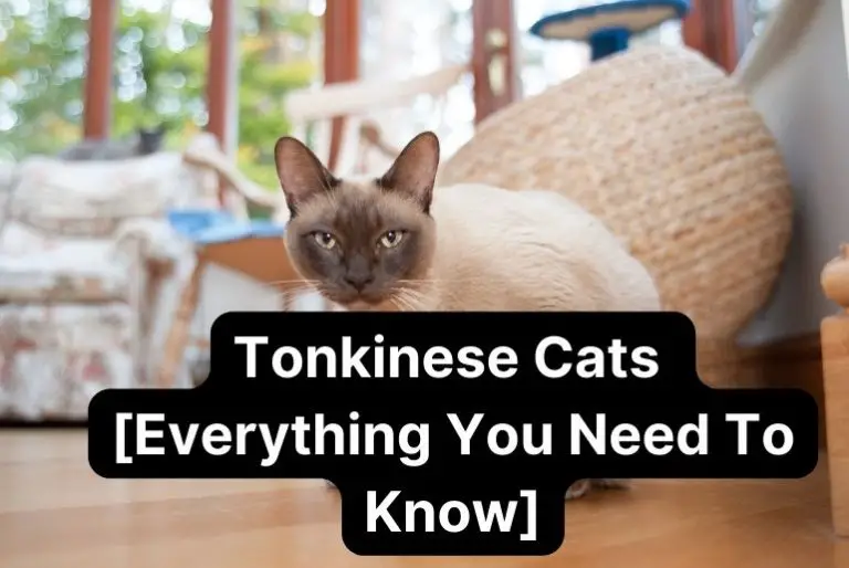 Tonkinese Cats [Everything You Need To Know]