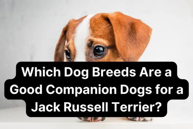 Which Dog Breeds Are a Good Companion Dogs for a Jack Russell Terrier?